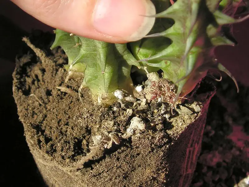Mealybugs in soil