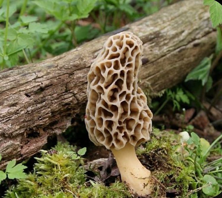 Morel Mushrooms  