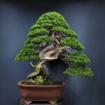 Plants That Just Won't Give Up - The 9 Oldest Bonsai Trees In The World