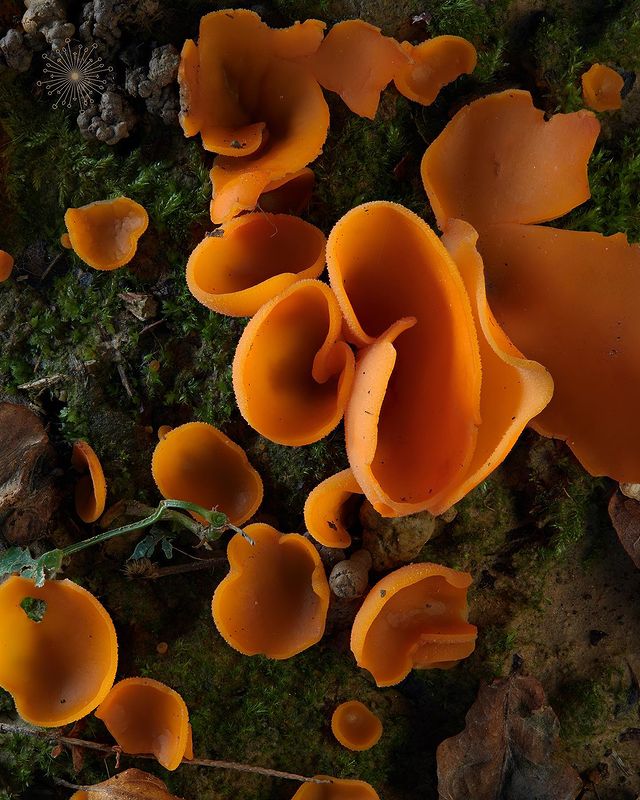 Orange Peel Fungus - types of edible mushrooms