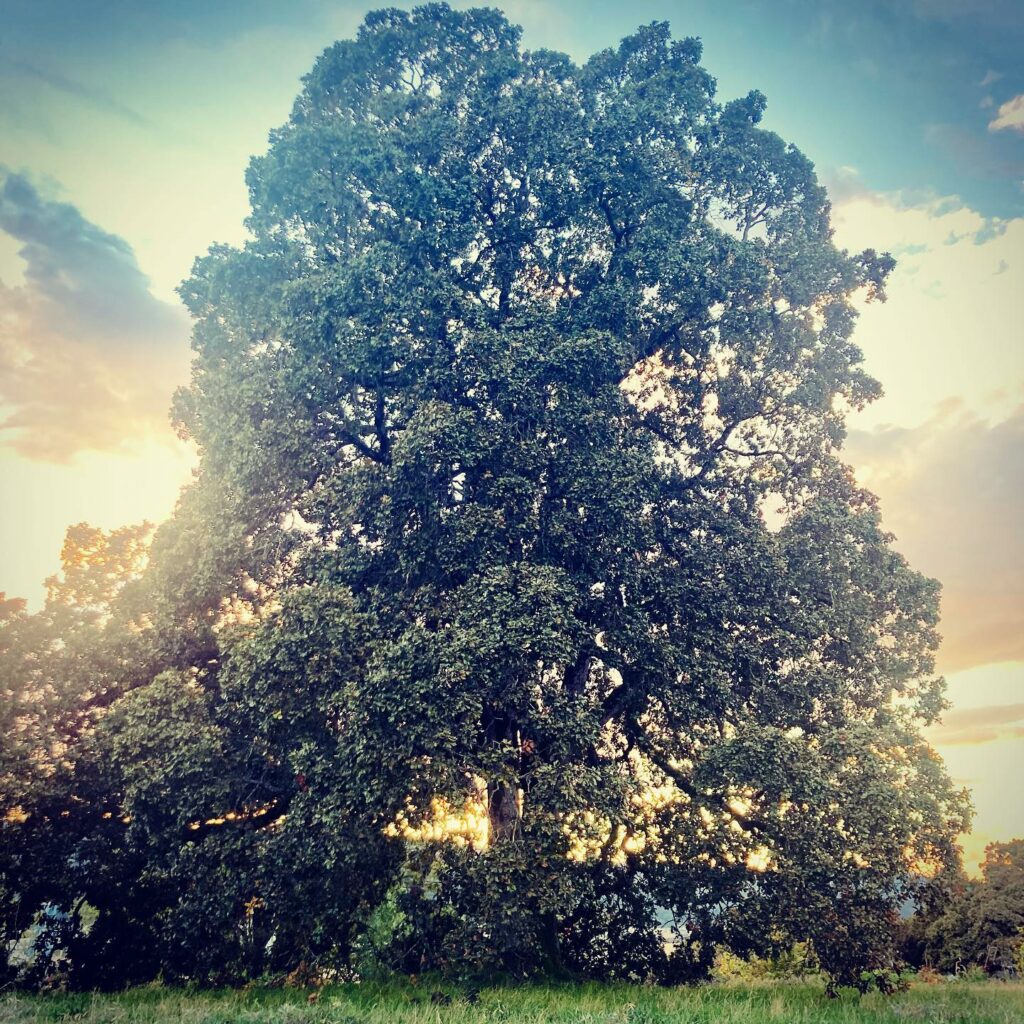 Oregon White Oak 