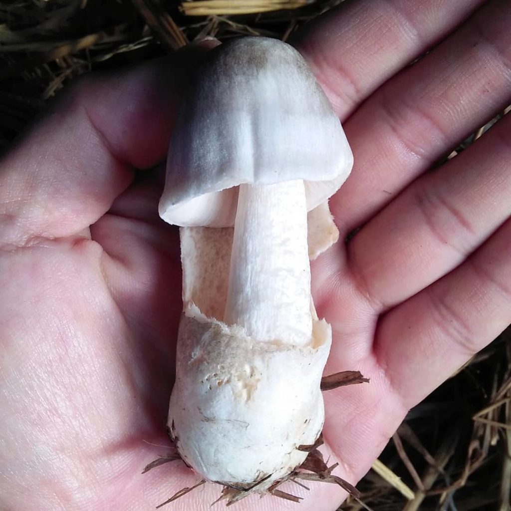 Paddy Straw Mushrooms 