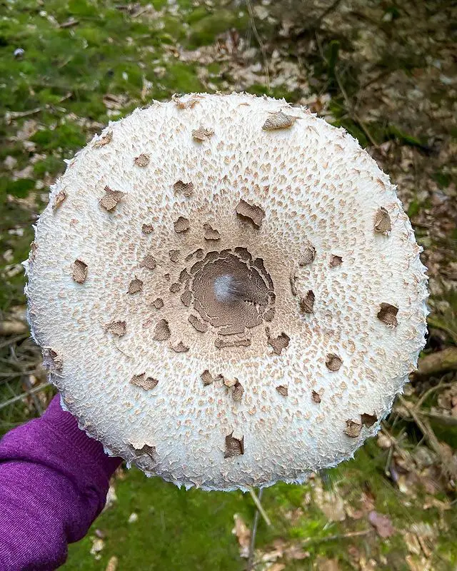 Parasol mushrooms - types of edible mushrooms