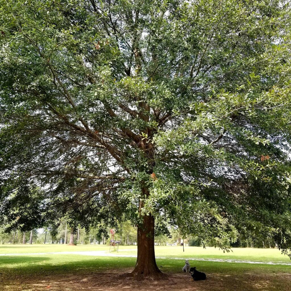 Pin oak - types of oak trees