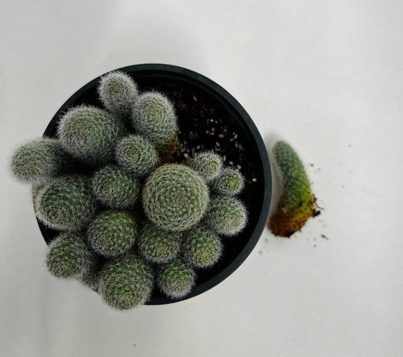 how to propagate cactus