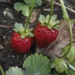 How To Protect Your Strawberries From Slugs? A Comprehensive Guide