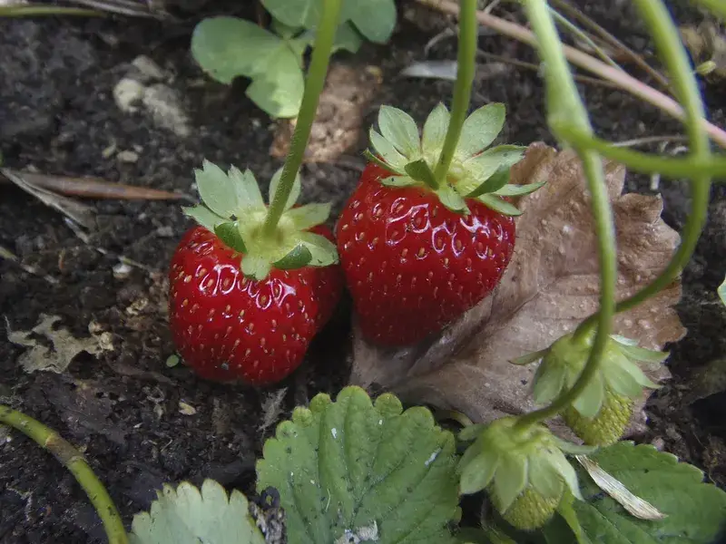 prevent slugs on strawberries