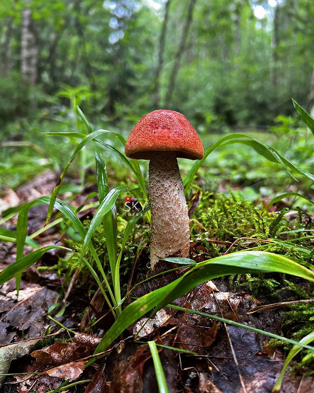 Red-capped Scaber Stalk Mushroom 