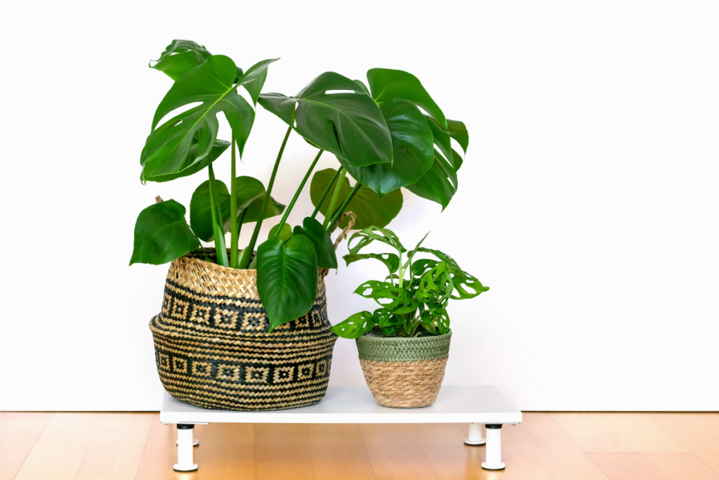 Repotting - how to care for monstera