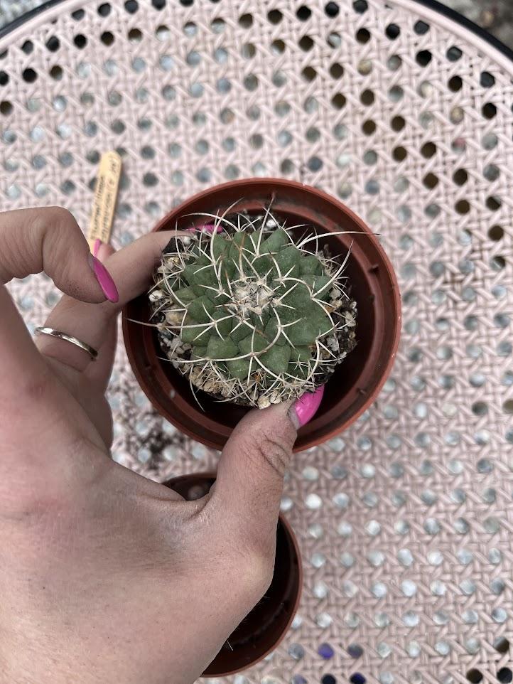 Repotting - how to propagate cactus