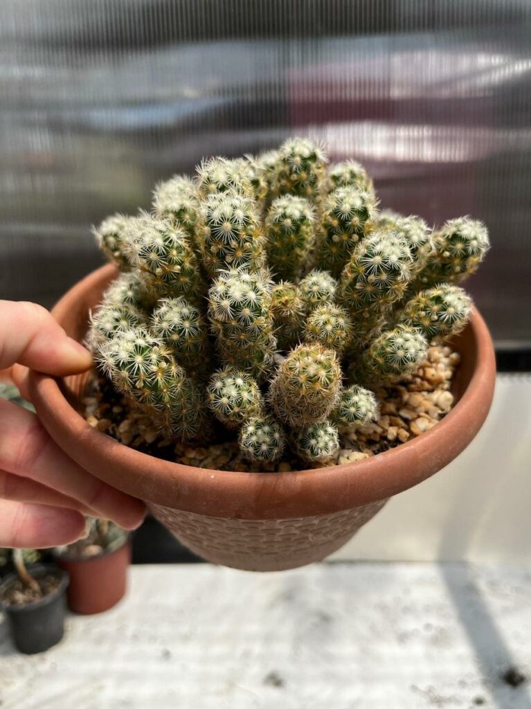 Separating cactus roots