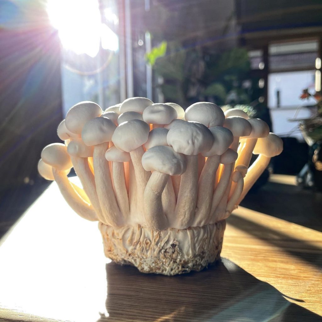 Shimeji Mushrooms  - types of edible mushrooms