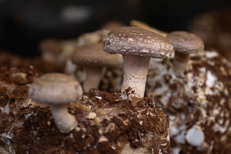 Shitake mushrooms