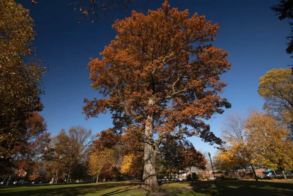 Shumard oak - types of oak trees