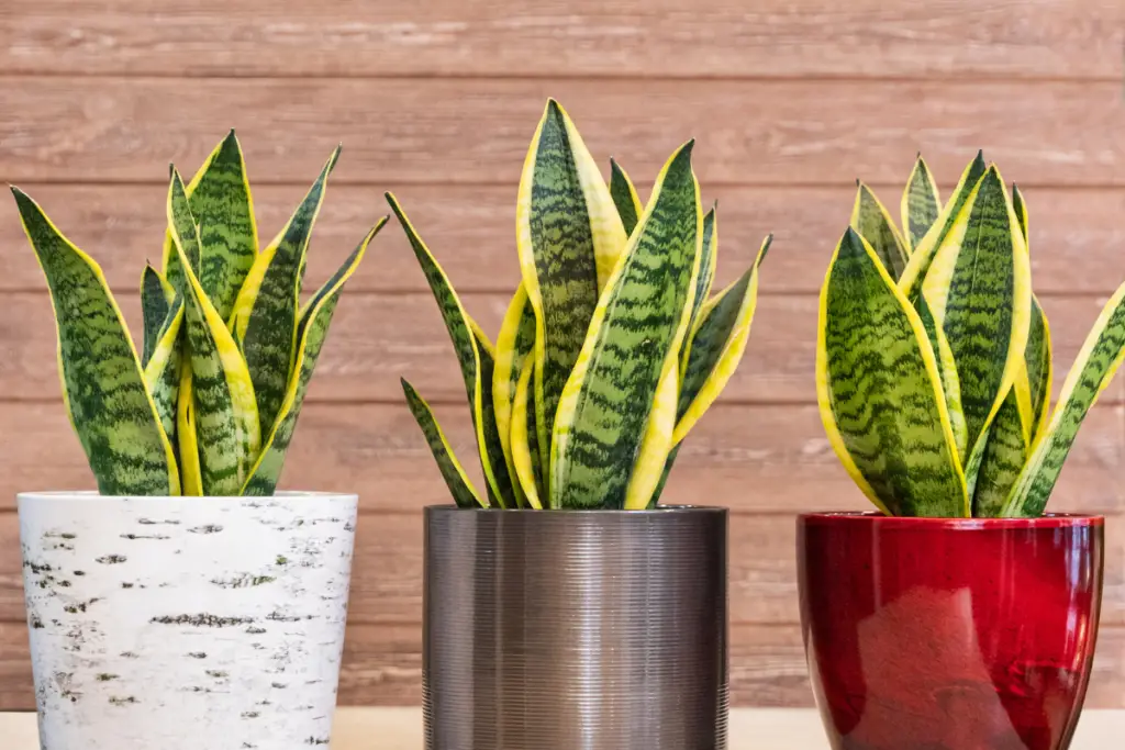 Snake Plant (Sansevieria): How To Get Your Plant To Flower And More