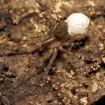 How To Get Rid Of Spider Eggs From Plant Soil For Good? The Ultimate Guide