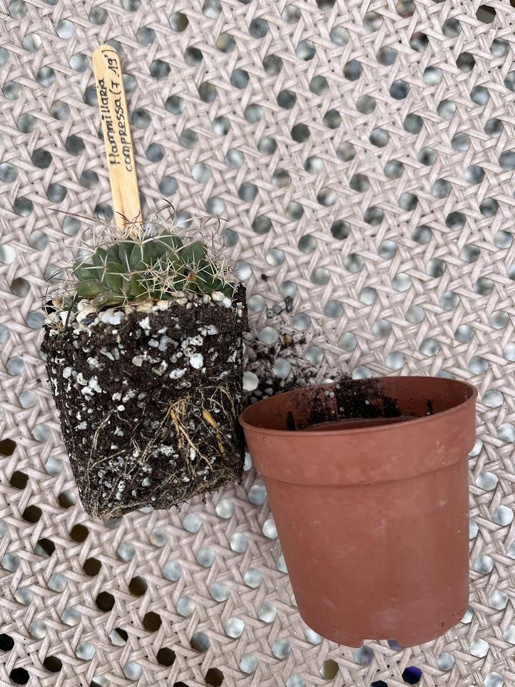 How to propagate cactus