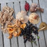 44 Types of Delicious and Healthy Edible Mushrooms