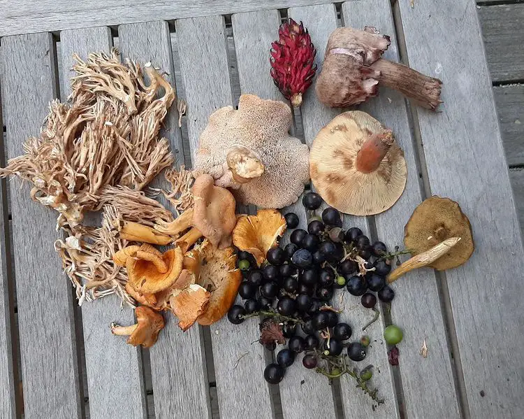 Types of edible mushrooms