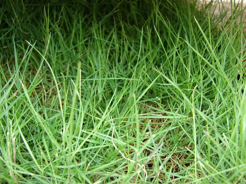 Fertilizing Warm-Season Grasses In The Cold