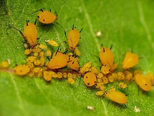 What are these orange bugs