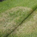 Brown Spots In The Grass: Causes, Solutions & Prevention | A Comprehensive Guide