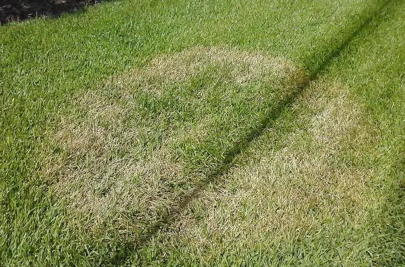 why is my lawn turning brown in spots
