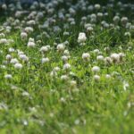 Why Is Clover Taking Over My Lawn? Possible Causes & Natural Solutions!