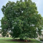 Magnificent and Almighty - 24 Types of Oak Trees