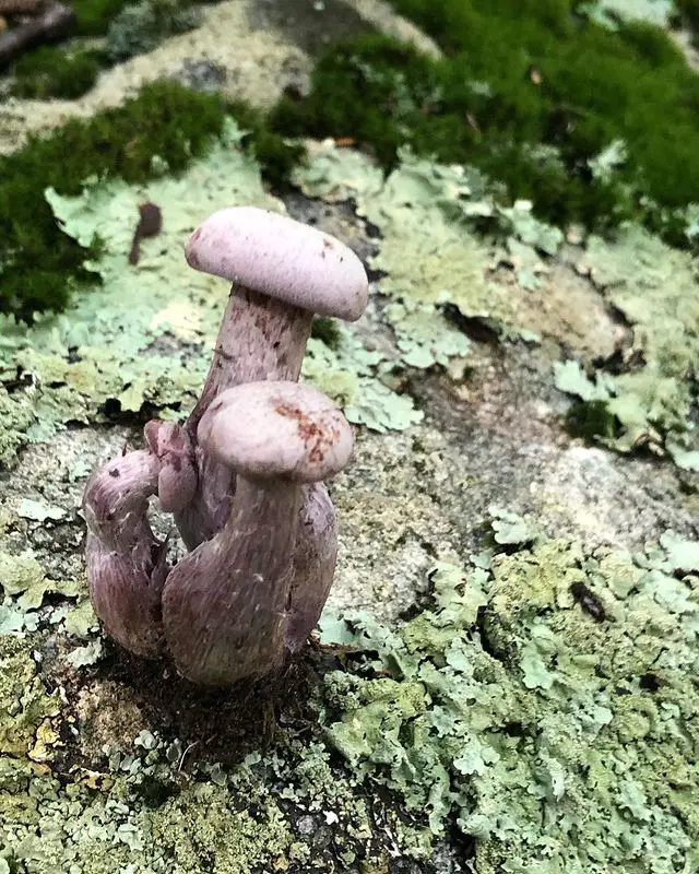 Wood Blewit Mushrooms - types of edible mushrooms