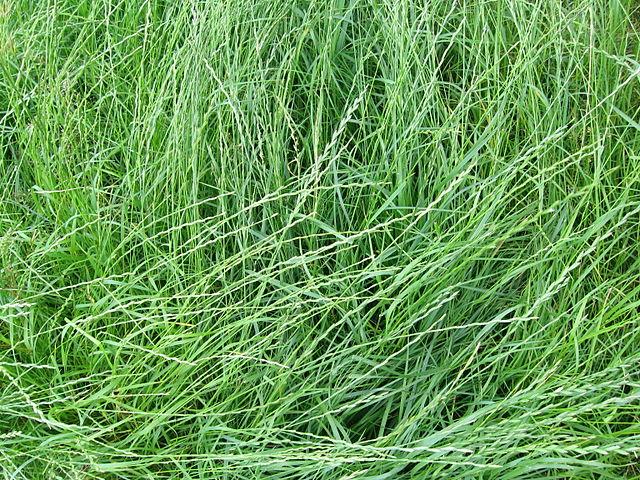A Quick Look A Perennial Ryegrass Guide