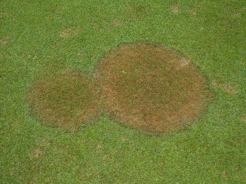 Brown Patch Disease - how to overseed a zoysia grass lawn