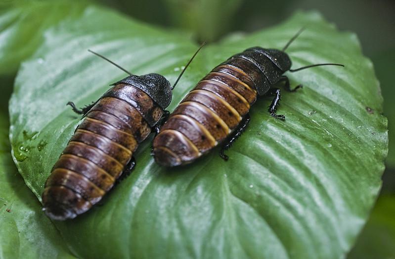 Cockroaches - edible insects list