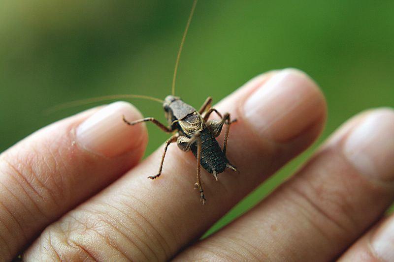 Crickets - edible insects list