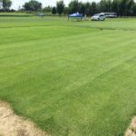 Zoysia Grass 101: How To Grow A Healthy Zoysia Grass Lawn & What Are Its Pros & Cons?