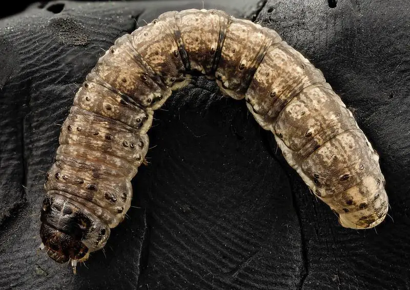Cutworms - lawn insect identification