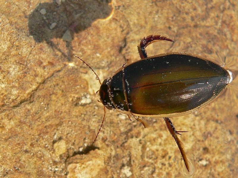 Diving Beetles - edible insects list