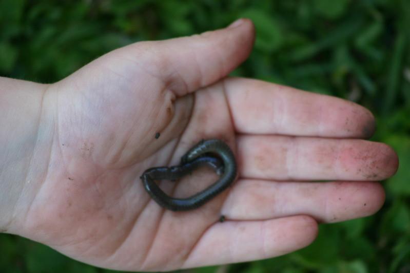 Earthworms - edible insects list