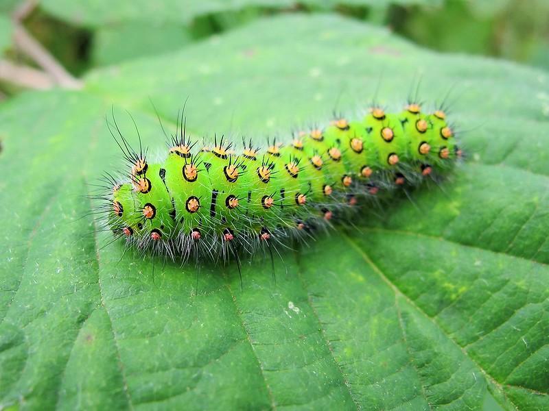 Emperor Moths Caterpillars