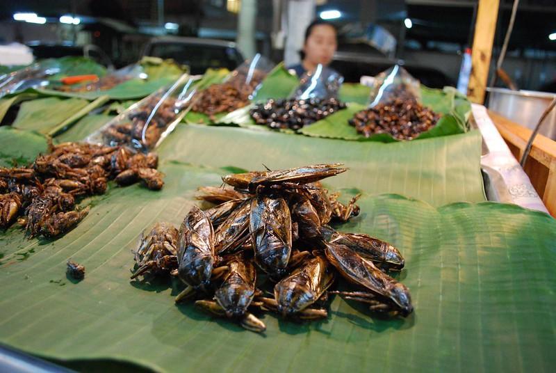 Giant Water Bugs. - edible insects list