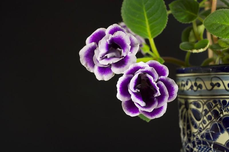 Gloxinia - purple house plants