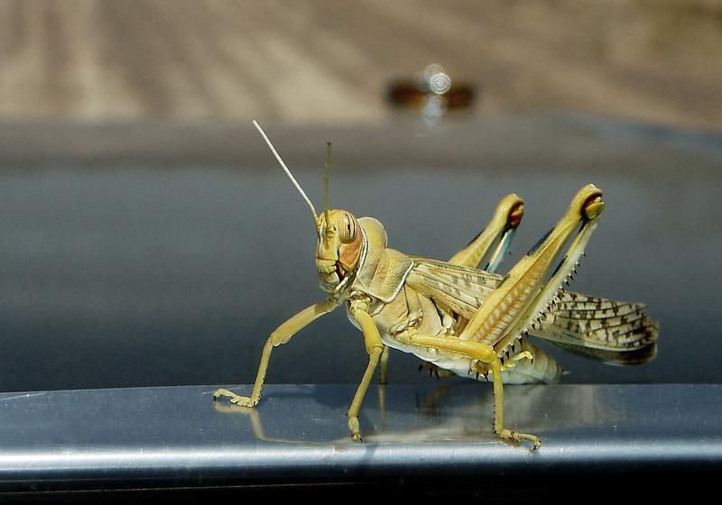 Grasshoppers - edible insects list