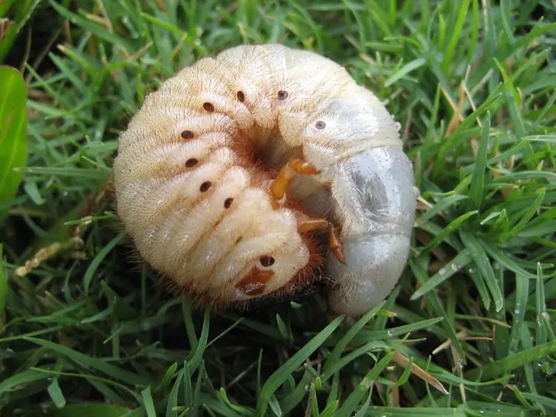 Grubs & Insect Pests - why is my lawn turning brown in spots