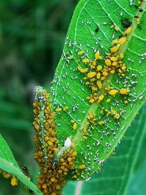 How Do Aphids Damage Milkweed Plants? - aphids on milkweed