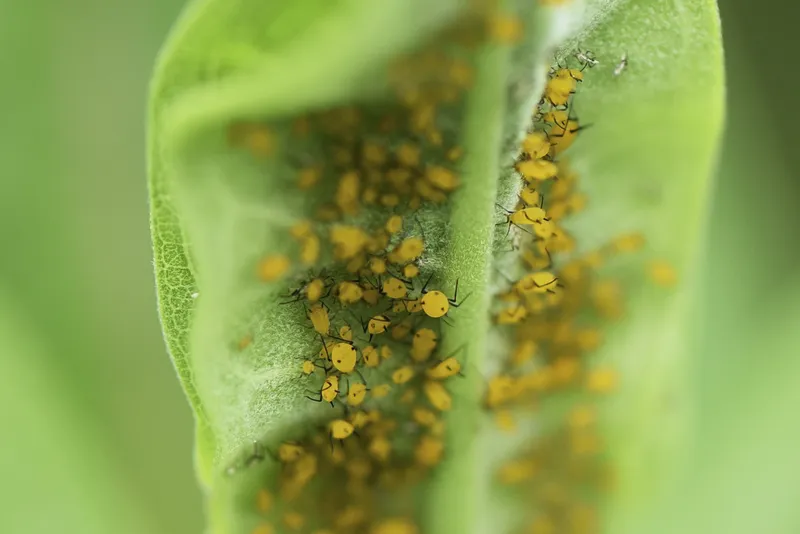 How Do Aphids Reproduce?