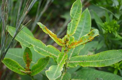 How To Get Rid Of Aphids On Milkweed