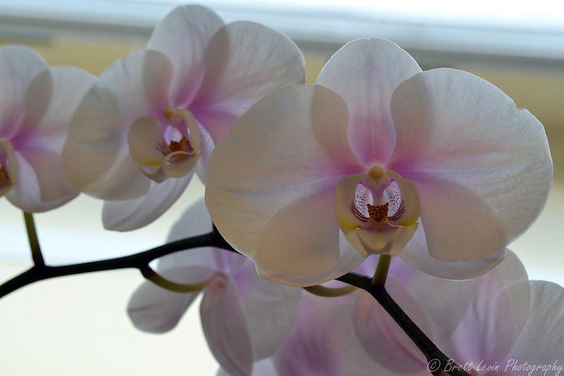 How To Get Rid Of Mealybugs On Orchids