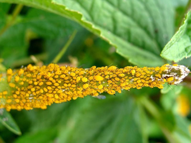 How To Get Rid Of Thrips? - aphids vs thrips whats worse
