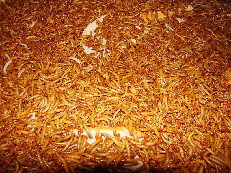 How To Harvest Your Own Edible Mealworms?