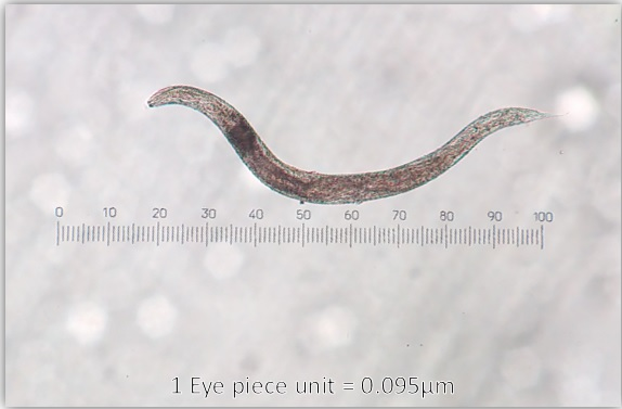How To Identify The Worms In The Soil